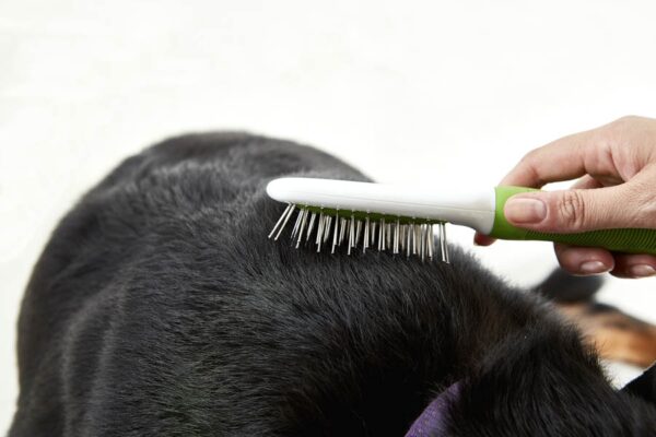 Pet Brush  - Green and White