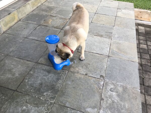 Seat-Style Drinking Trough - Blue