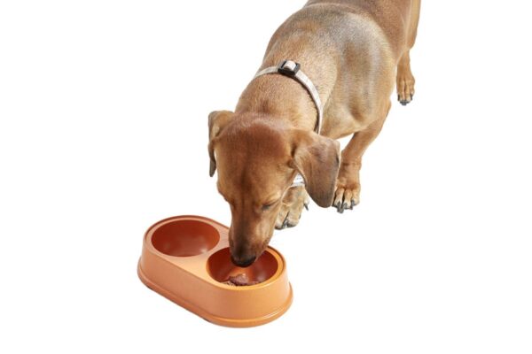 Natural Pet Bowl  - Orange large