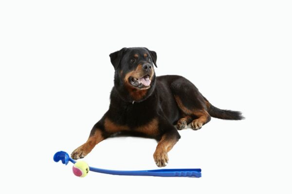 Pet Tennis Toy  - Dark Blue Handle